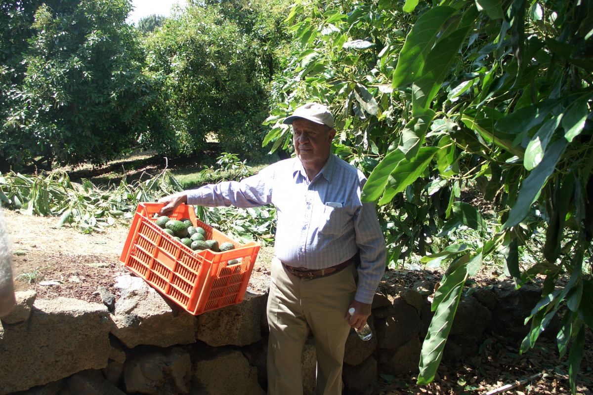 メキシコ産アボカドの品質と安全性へのこだわり