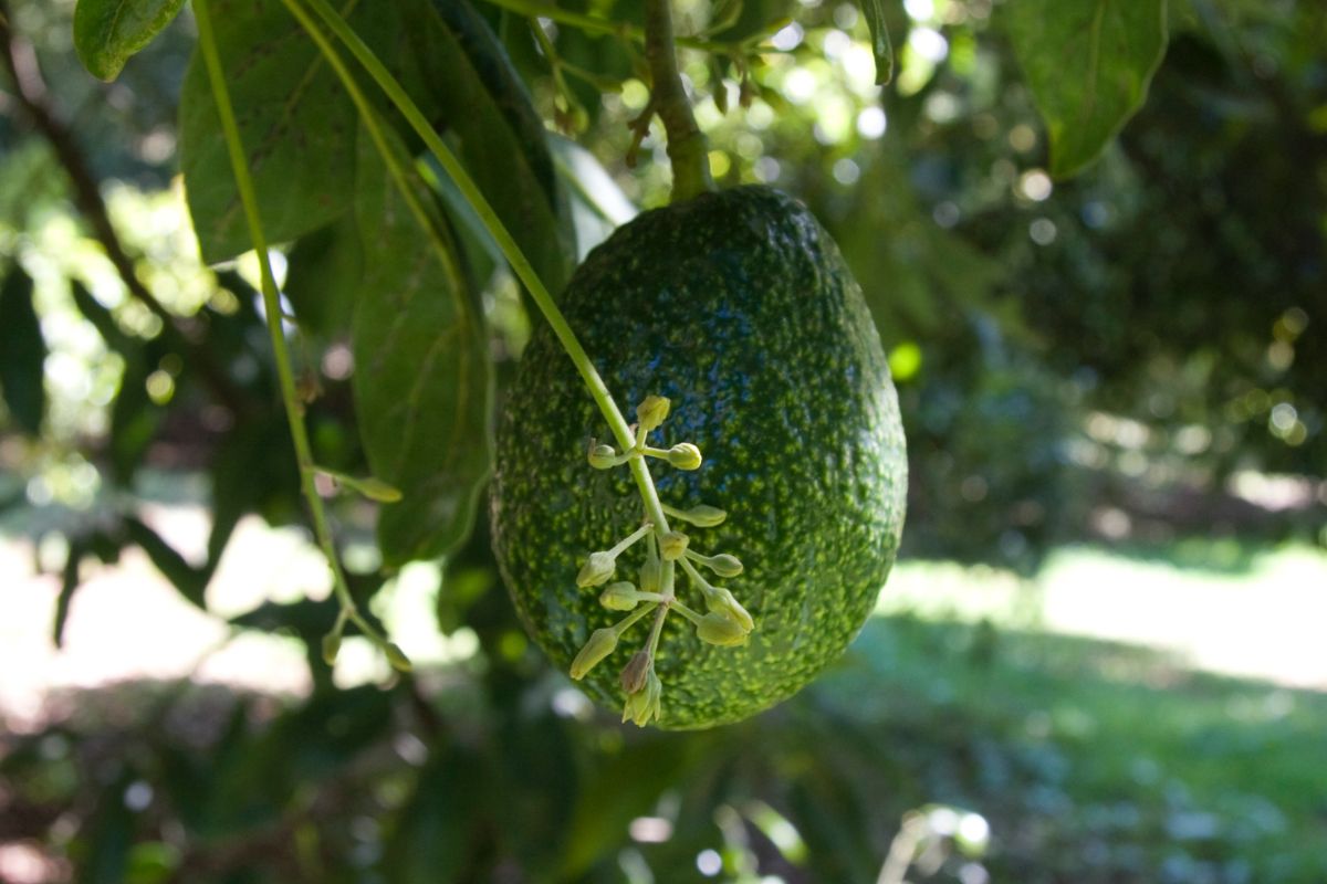 アボカドの歴史