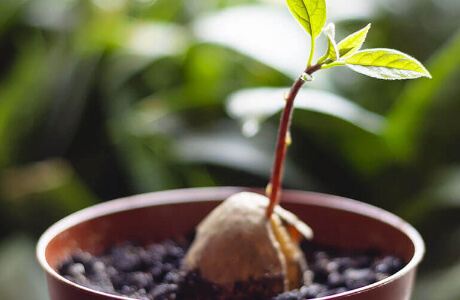 栄養豊富なアボカド