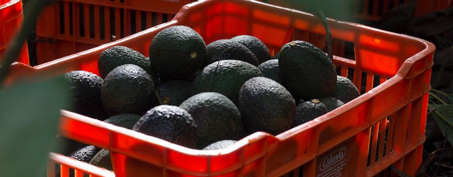 パッカーズ（梱包業者）リスト