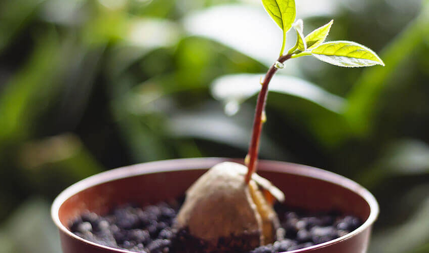 簡単でおいしい!親子で楽しく パーティーメニュークッキング