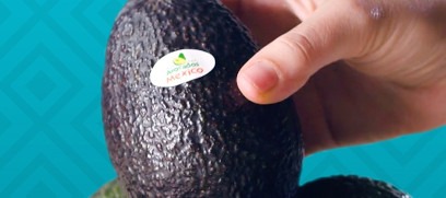 「メキシコが生んだ奇跡、極上のアボカド」なぜメキシコ産は最高品質なの？