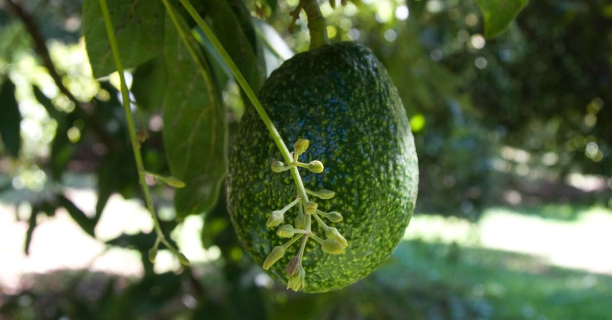 メキシコ産アボカドを加えると、なぜ美味しくなるのか